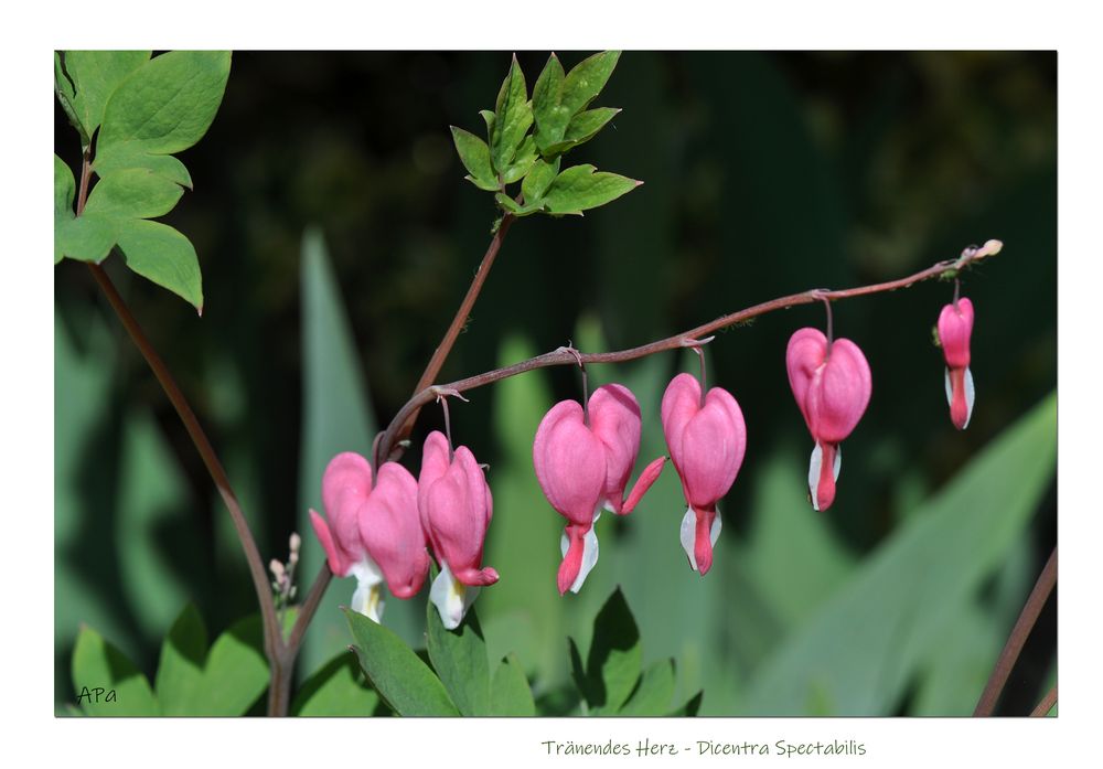 Gartenrundgang (1)