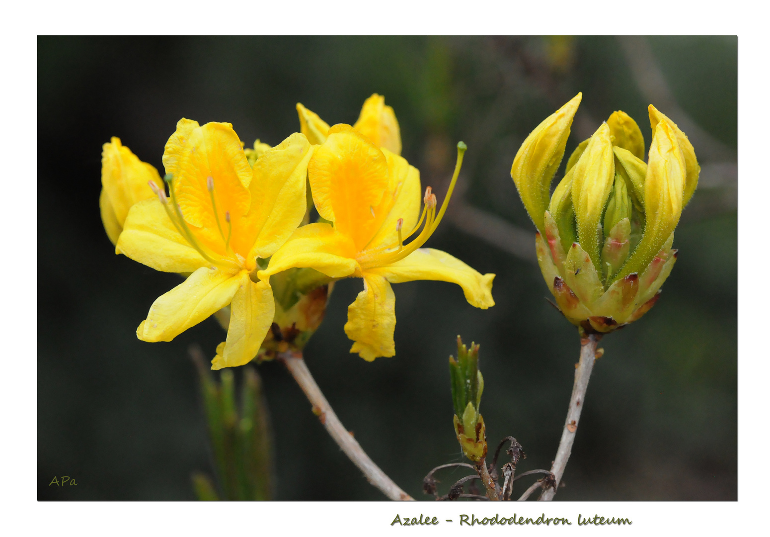 Gartenrundgang (13)