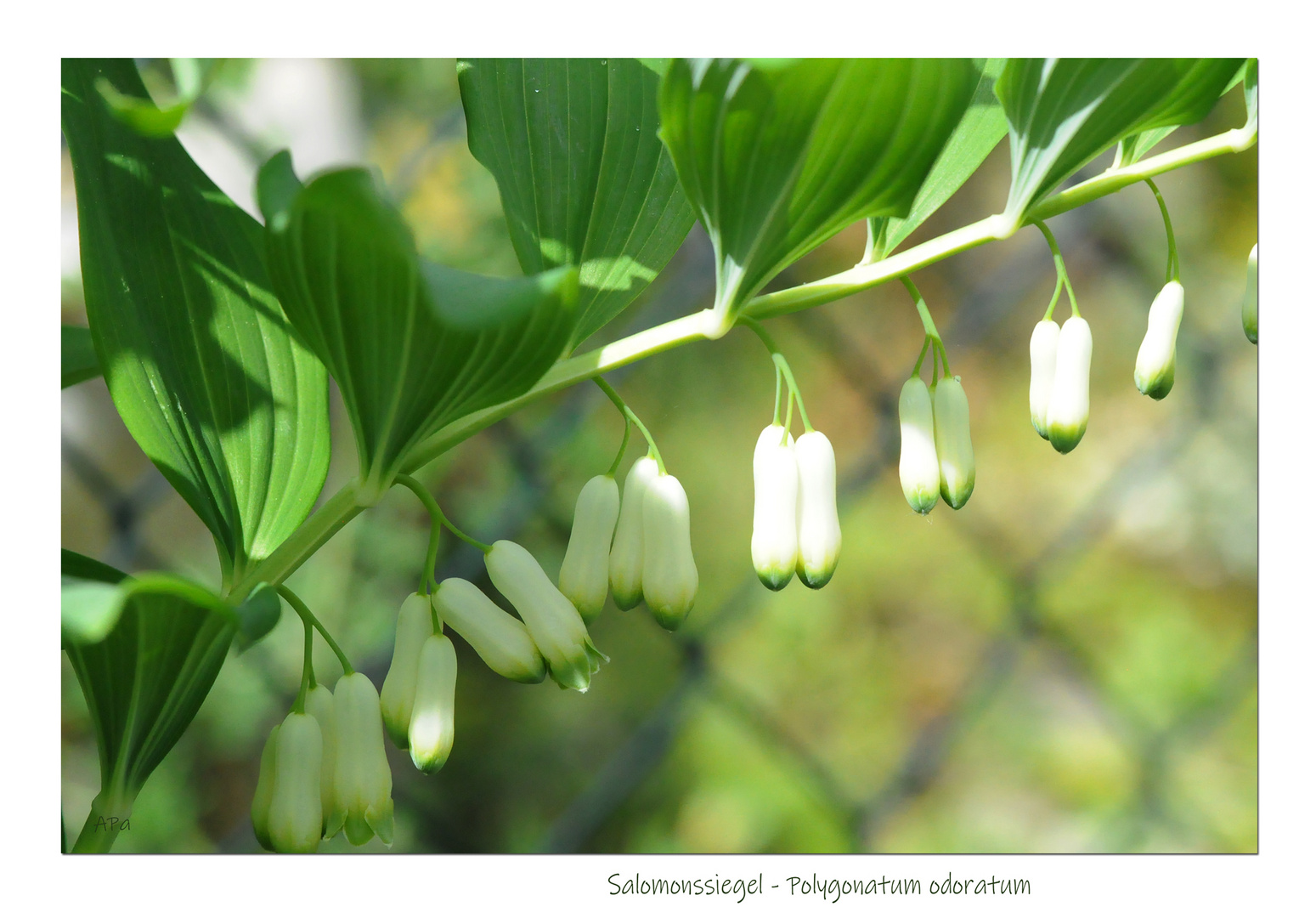 Gartenrundgang (4)