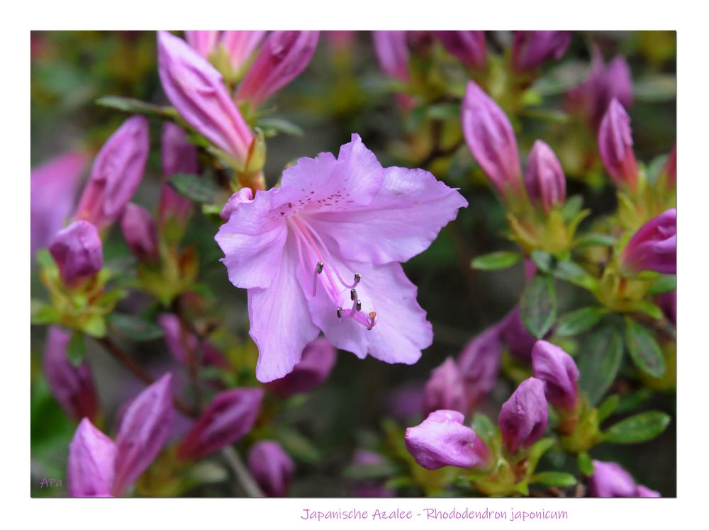 Gartenrundgang (5)