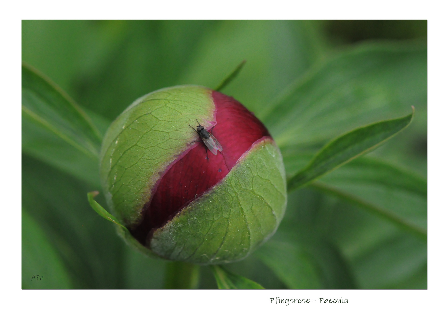 Gartenrundgang (6)