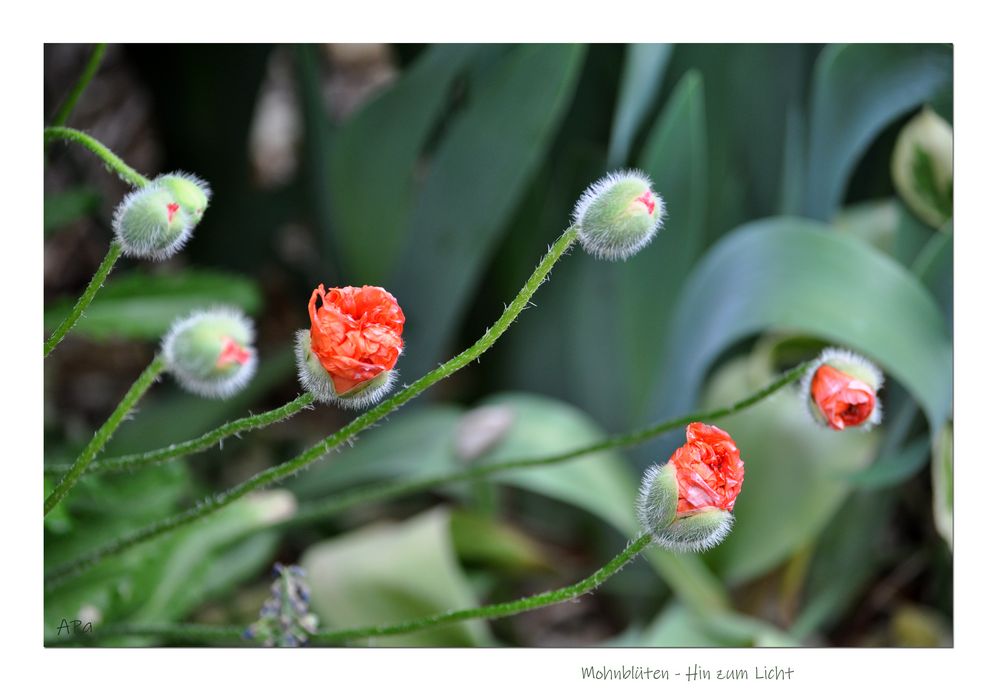 Gartenrundgang  (7)