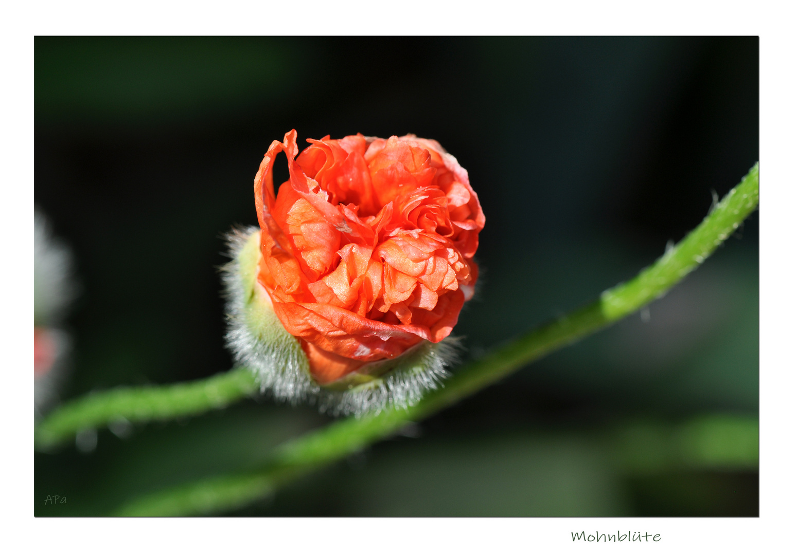 Gartenrundgang (7_2)