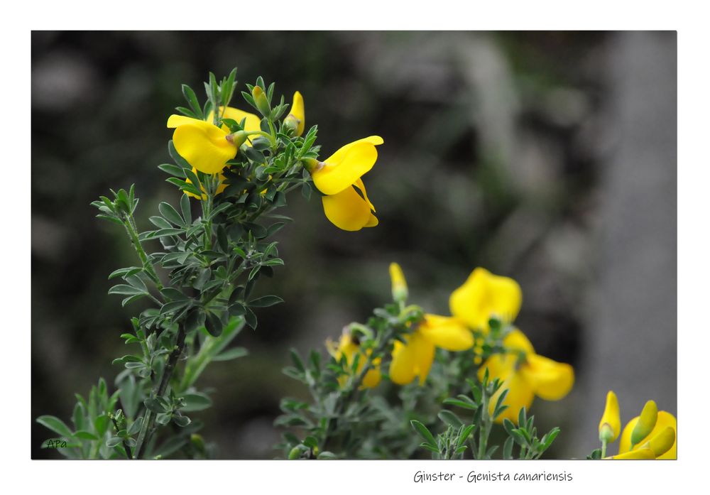 Gartenrundgang (8)