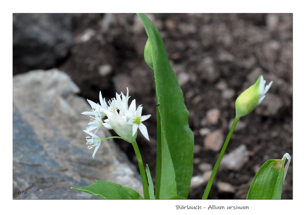 Gartenrundgang (9)