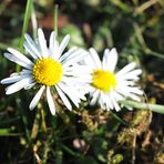 Gartenrundgang am Palmsonntag (4)