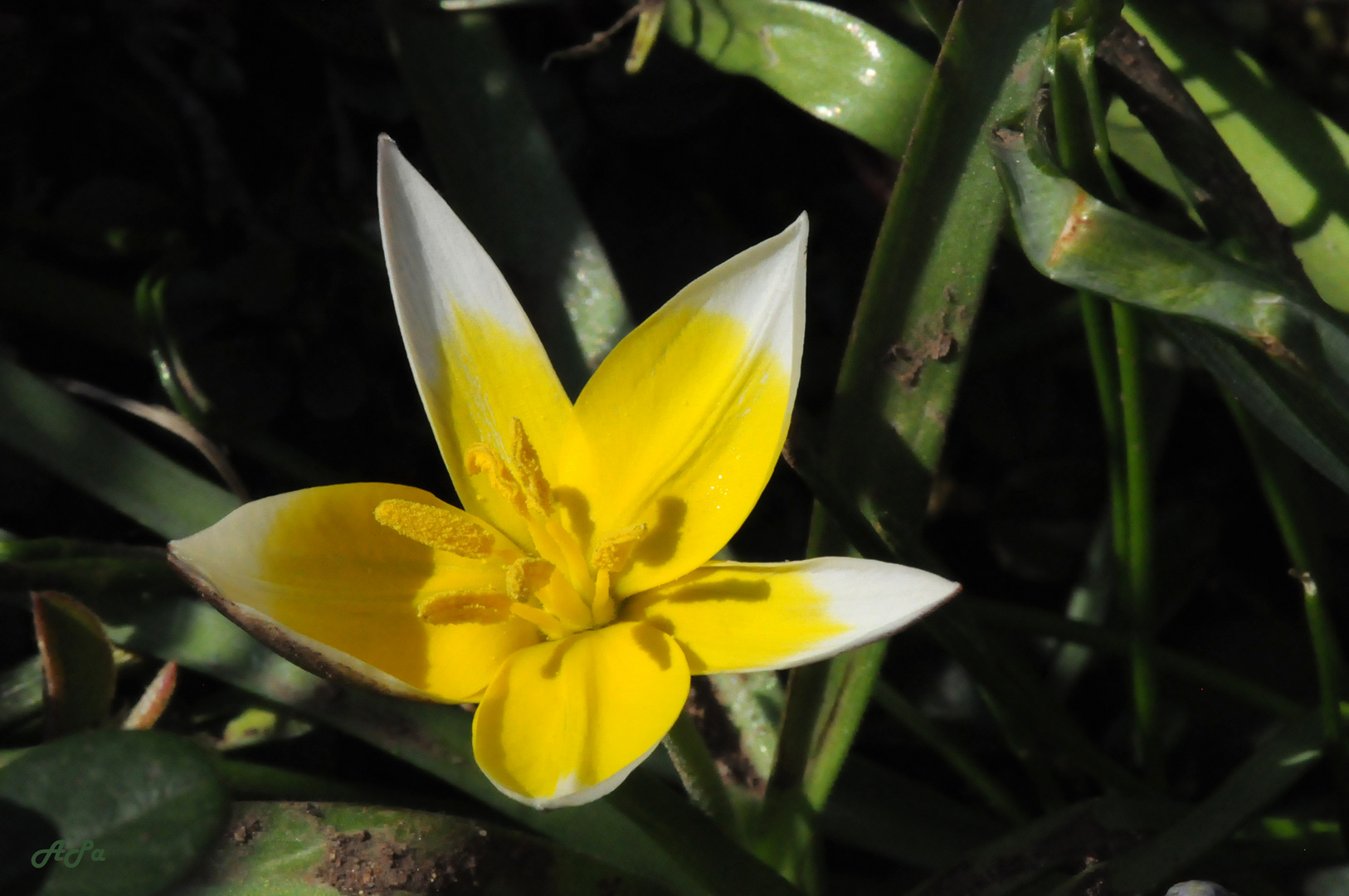 Gartenrundgang am Palmsonntag (6)