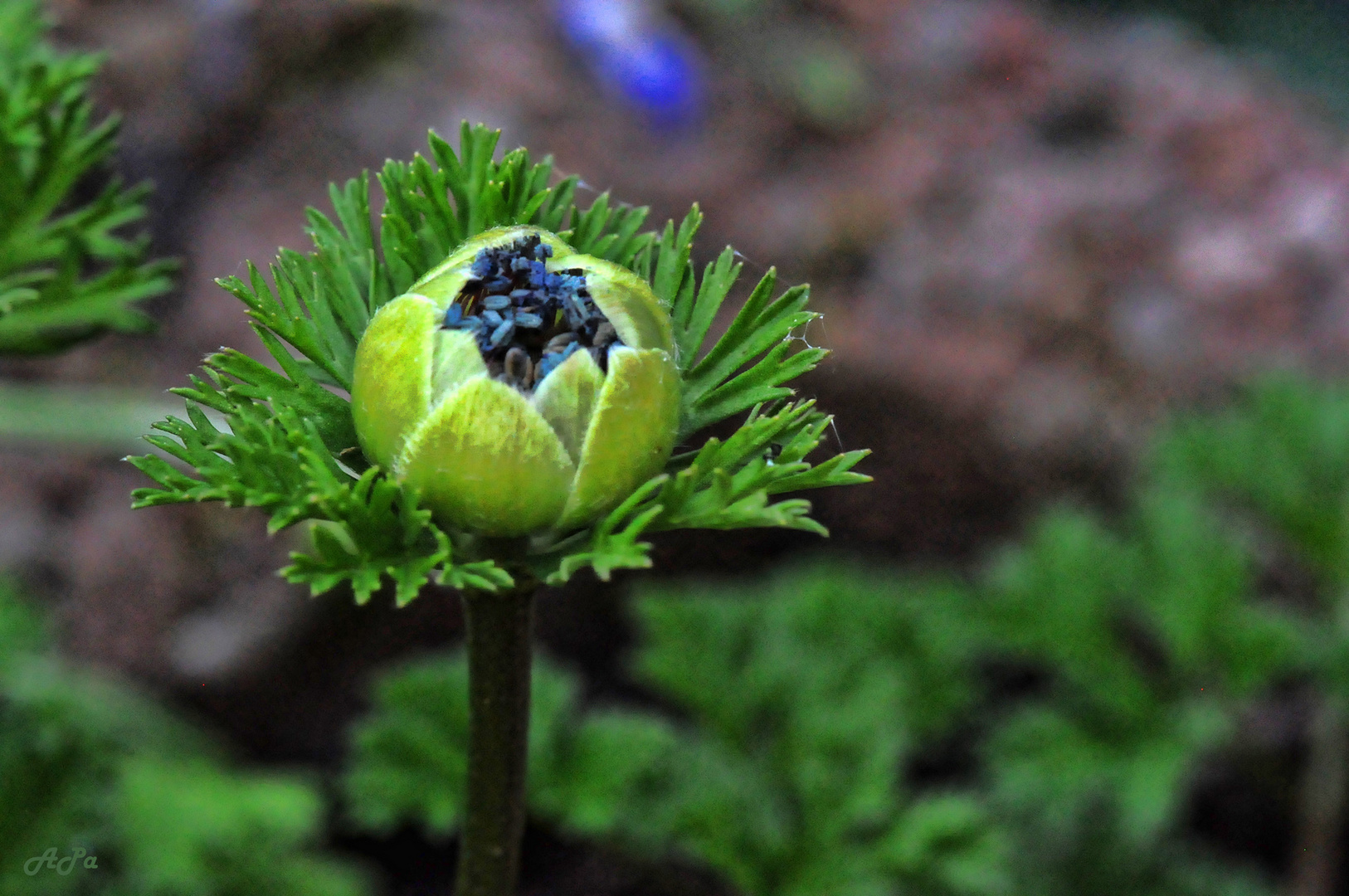 Gartenrundgang am Palmsonntag (7)