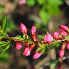 Gartenrundgang am Palmsonntag