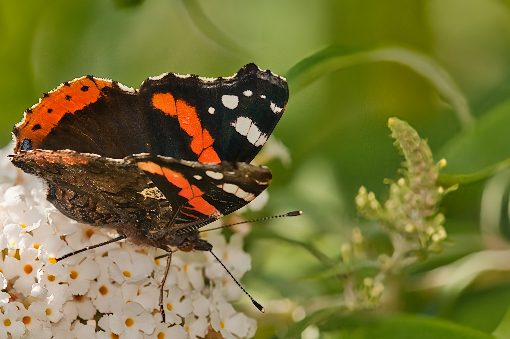 Gartenrundgang_3