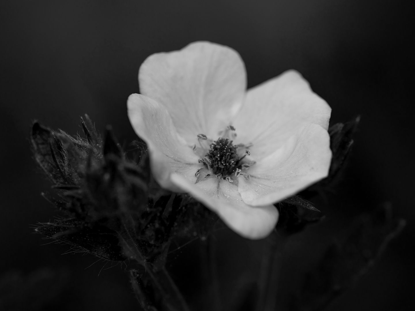 Gartensaison - Dotterblume