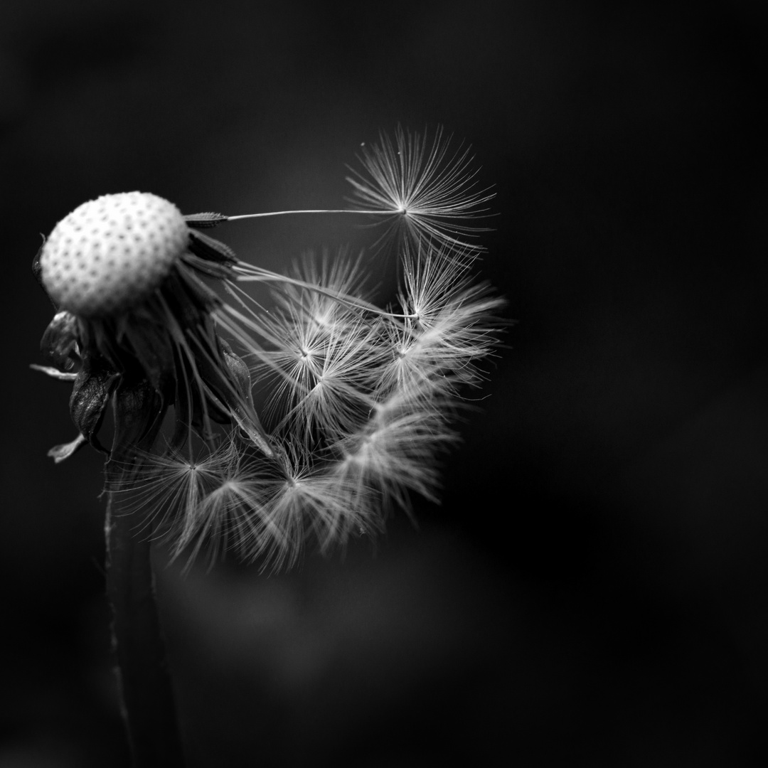 Gartensaison - Pusteblume