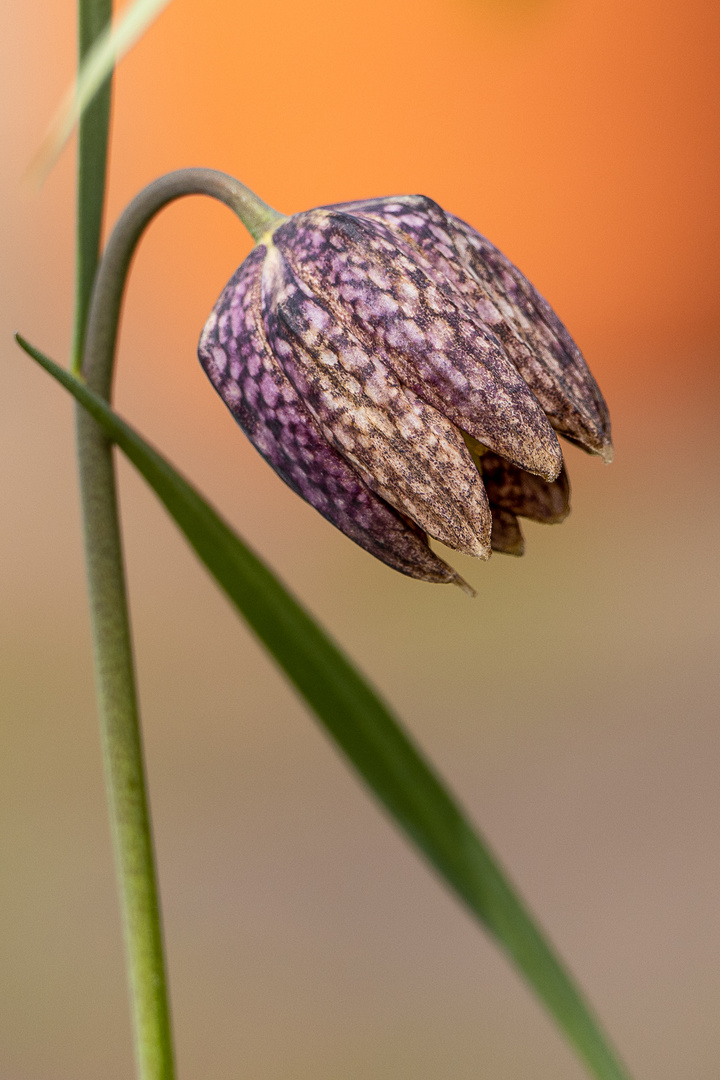 Gartenschätze (1)