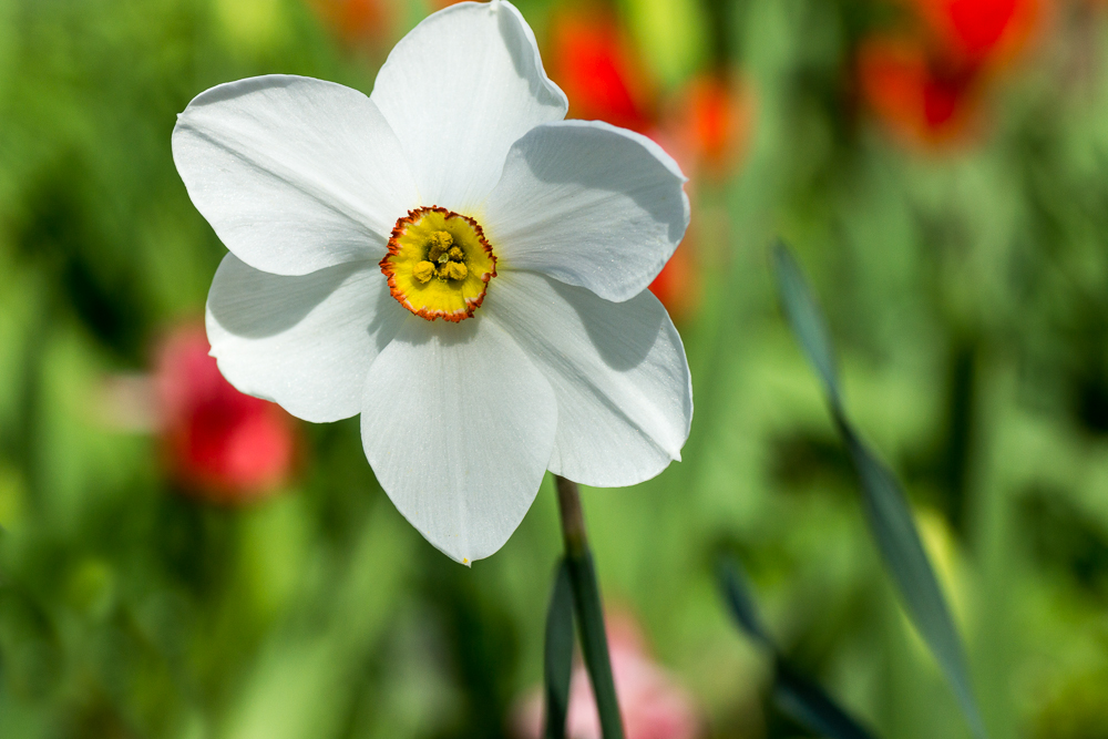 Gartenschätze (1)