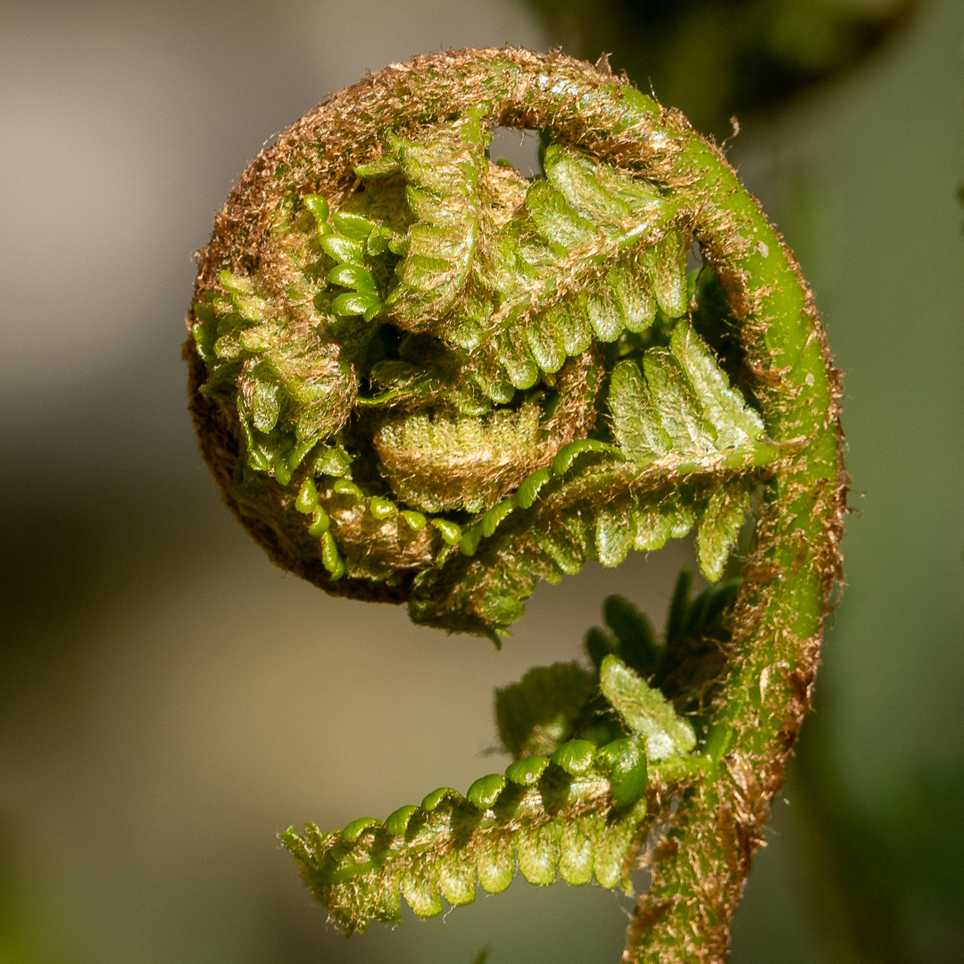 Gartenschätze (3)