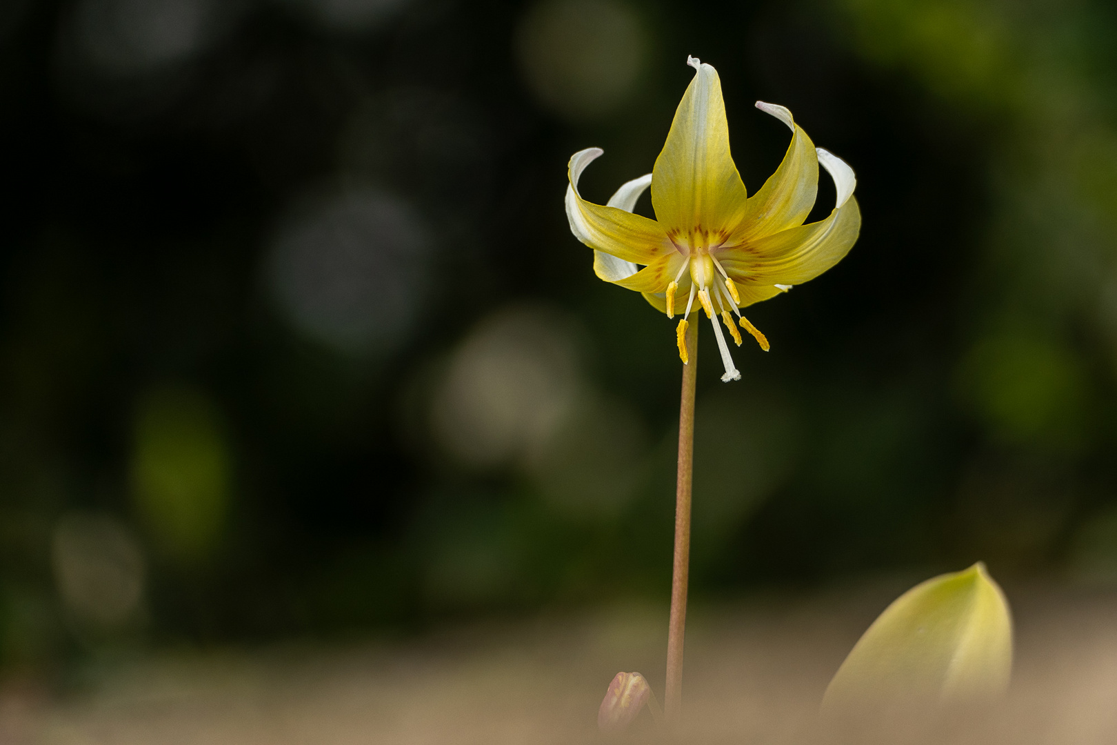 Gartenschätze (4)