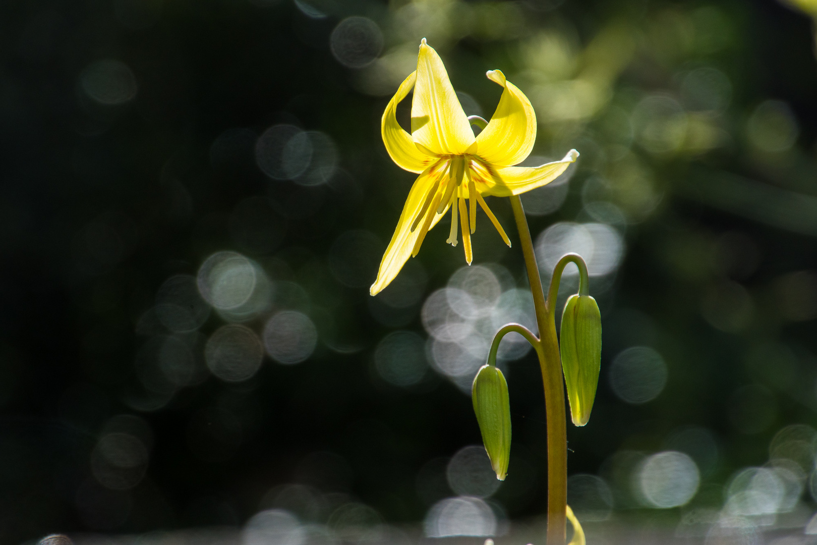 Gartenschätze (7)