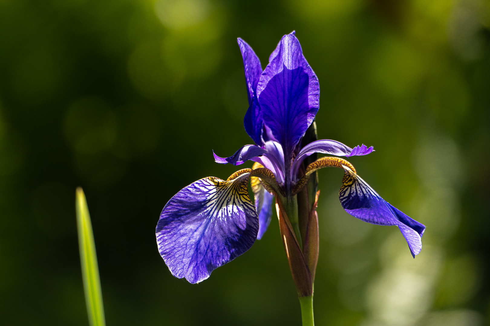 Gartenschätze (7)