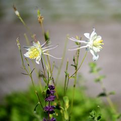 Gartenschau...