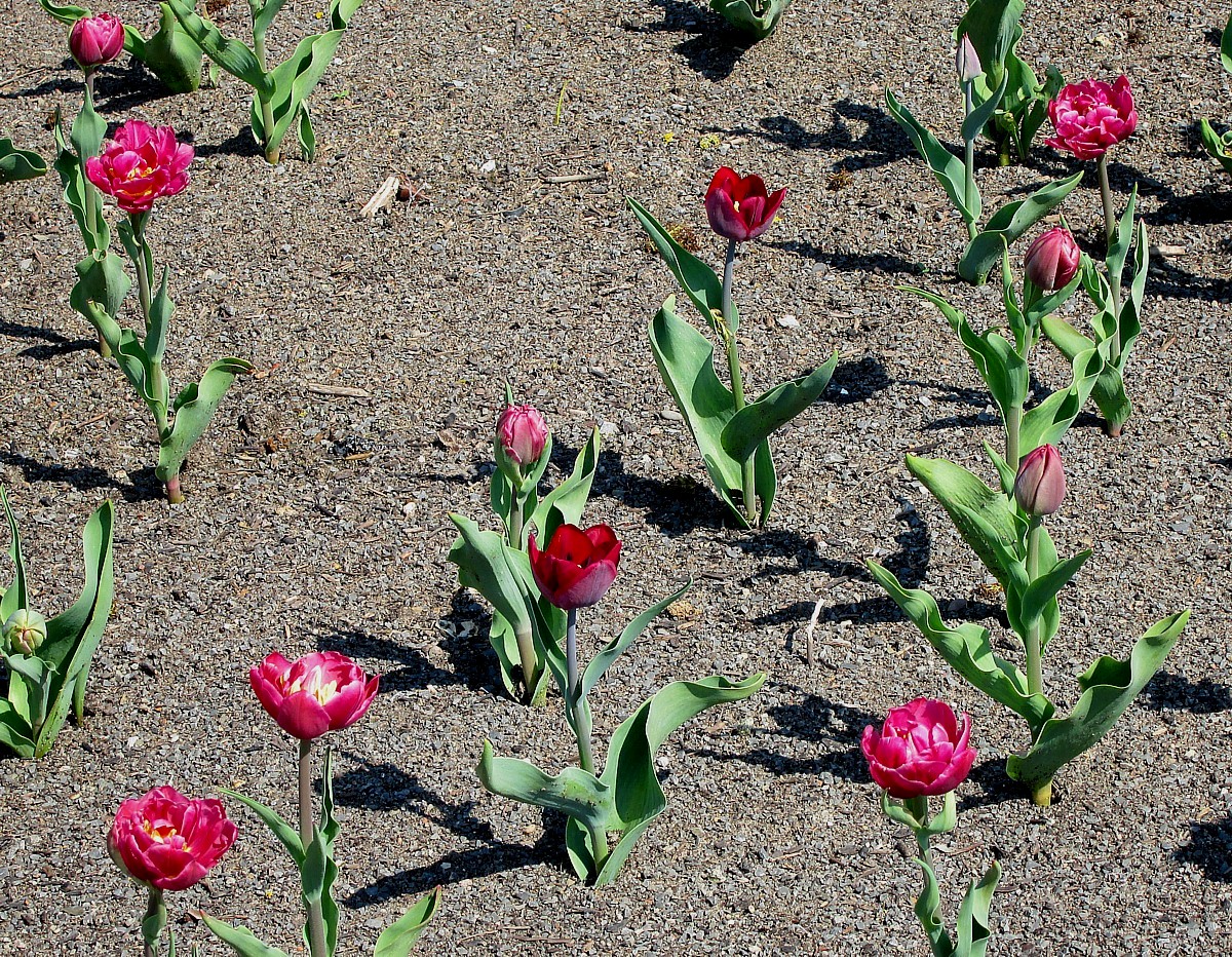 Gartenschau "minimalistisch"