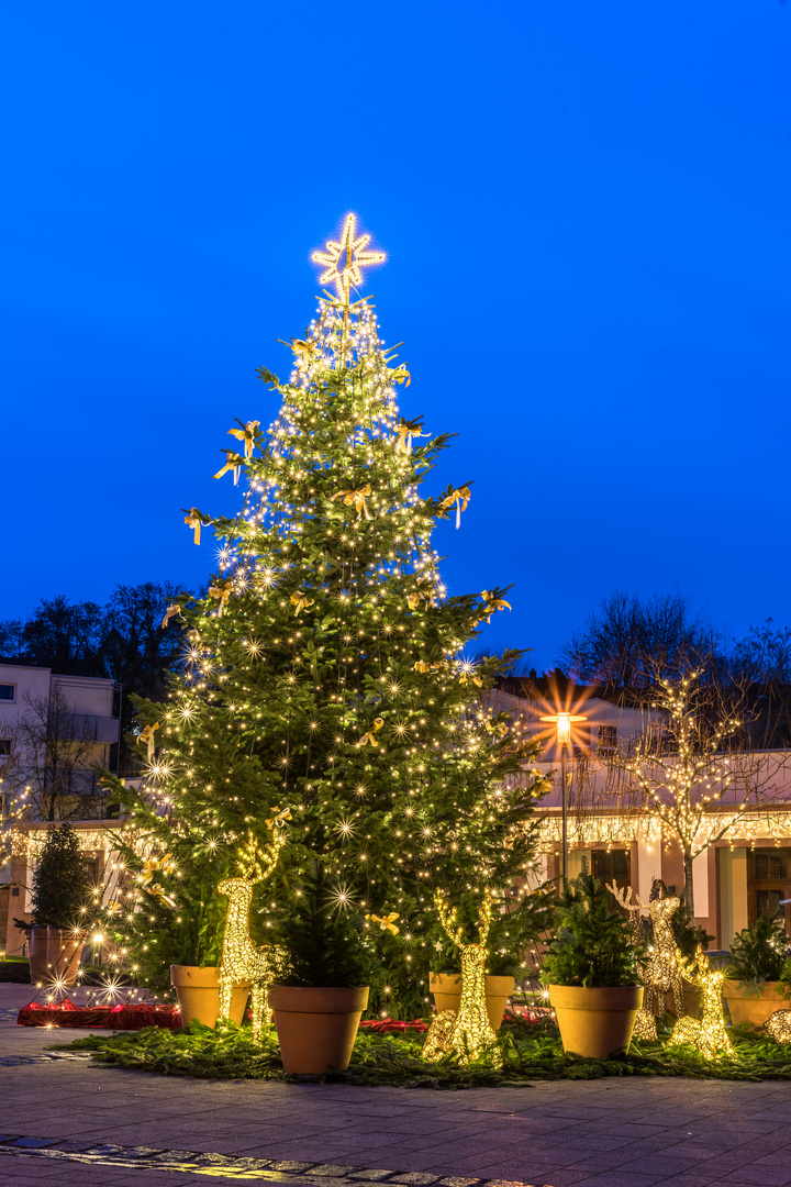 Gartenschau Weihnachten 2020