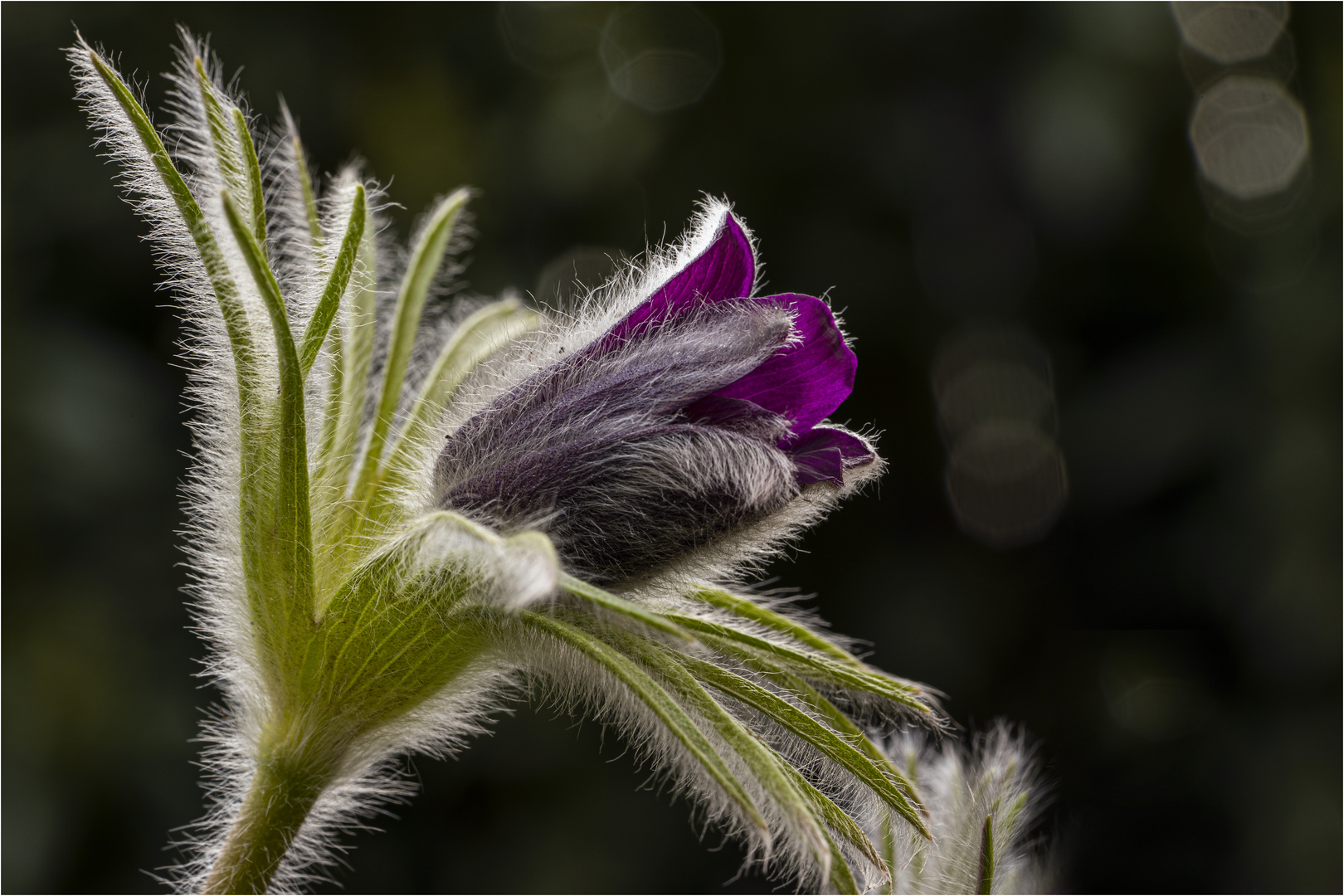 Gartenschelle 