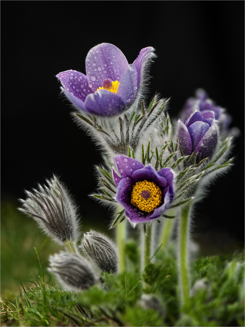 Gartenschelle