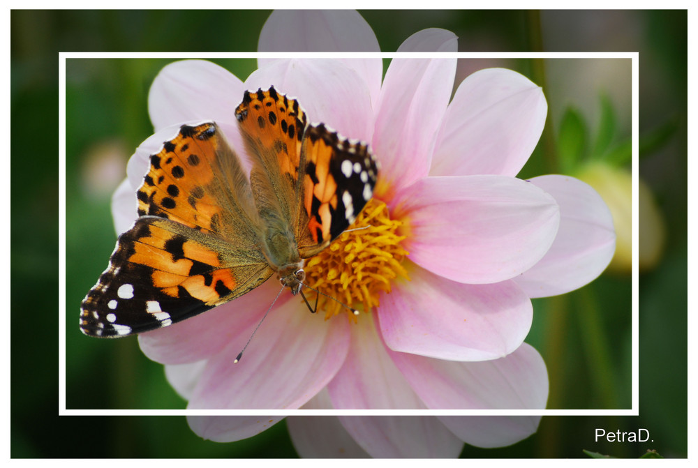 GArtenschmetterling