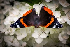 garten_schmetterling_504