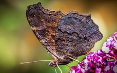 garten_schmetterling_513