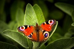 garten_schmetterling_517