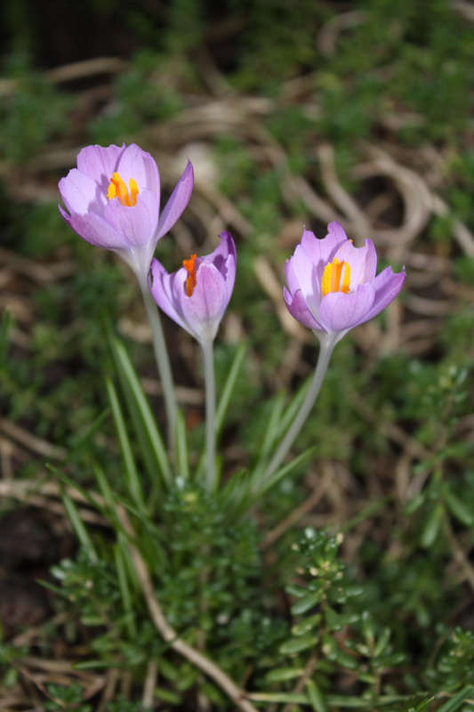 Gartenschmuck