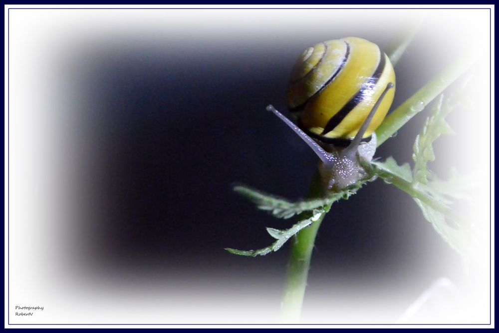 Gartenschnecke