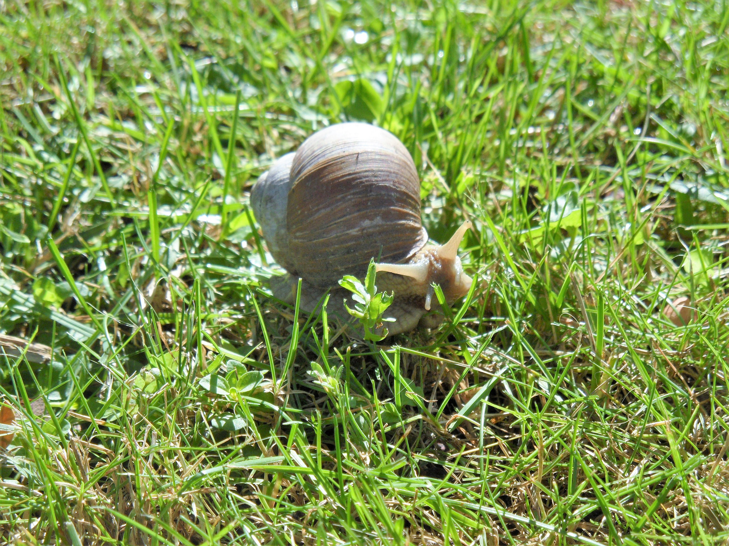 -Gartenschnecke-