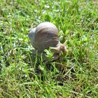 -Gartenschnecke-