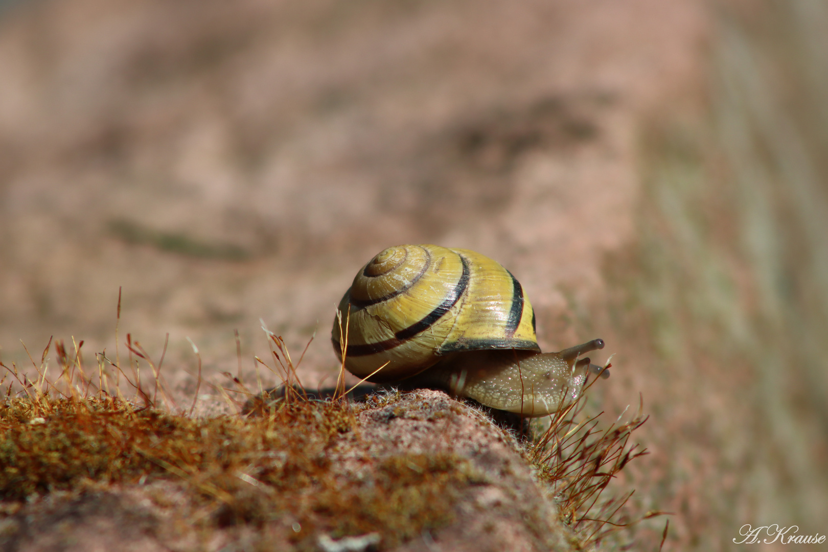 Gartenschnecke