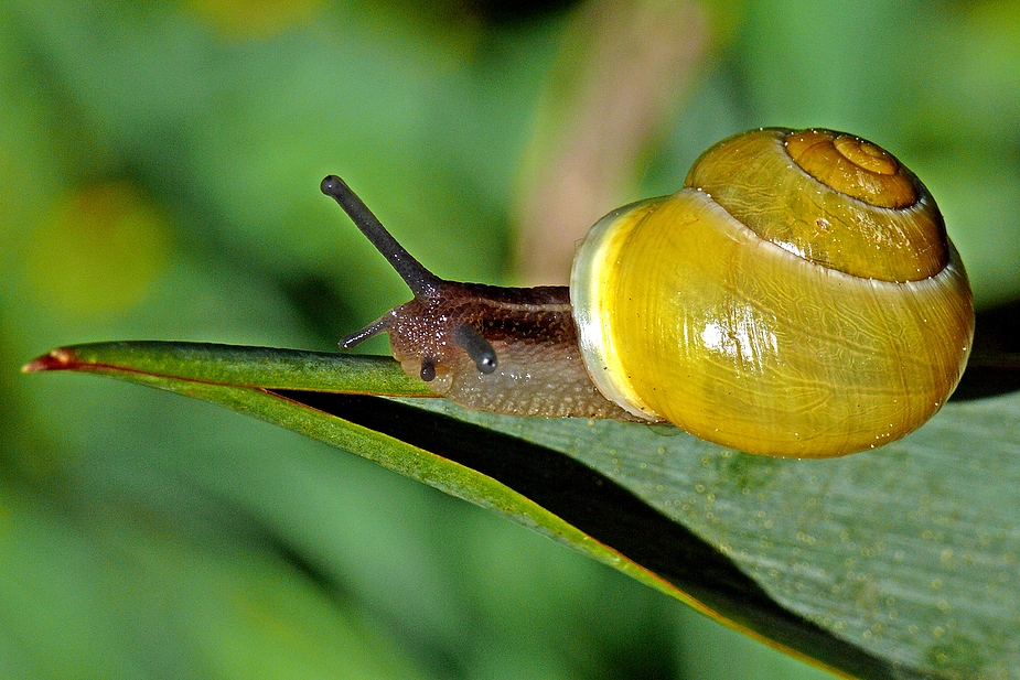 Gartenschnecke