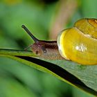 Gartenschnecke