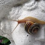 Gartenschnecke an Skulptur :o)