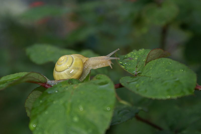 Gartenschnecke im Regen