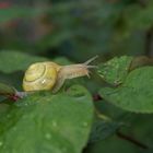 Gartenschnecke im Regen