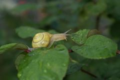 Gartenschnecke im Regen