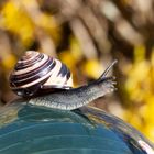 Gartenschnirkelschnecke