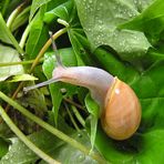 Gartenschnirkelschnecke (Cepaea hortensis)