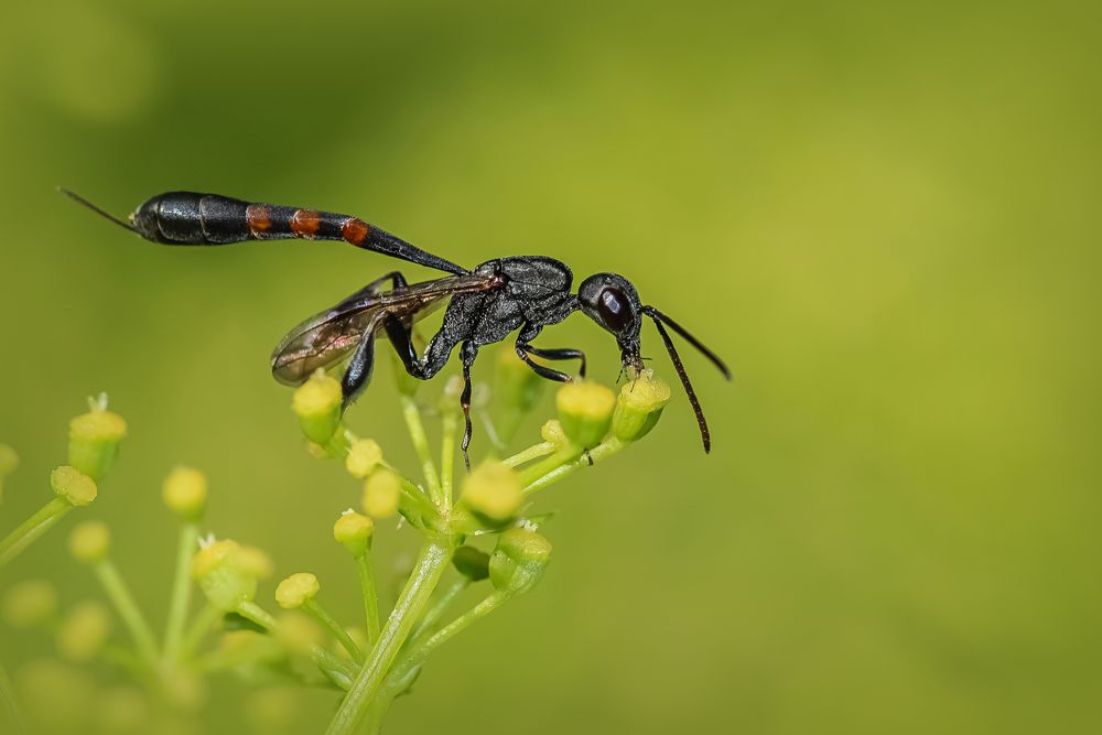 Gartenschönheit