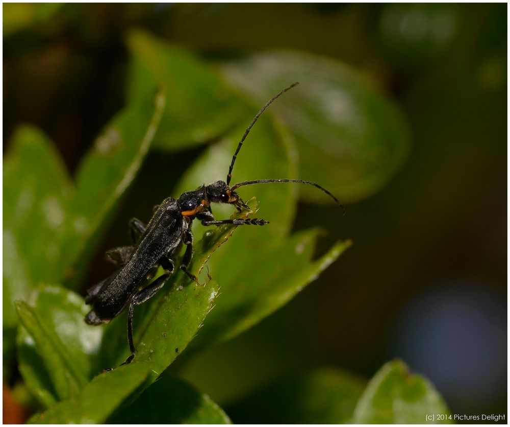 - Gartenschönheit -