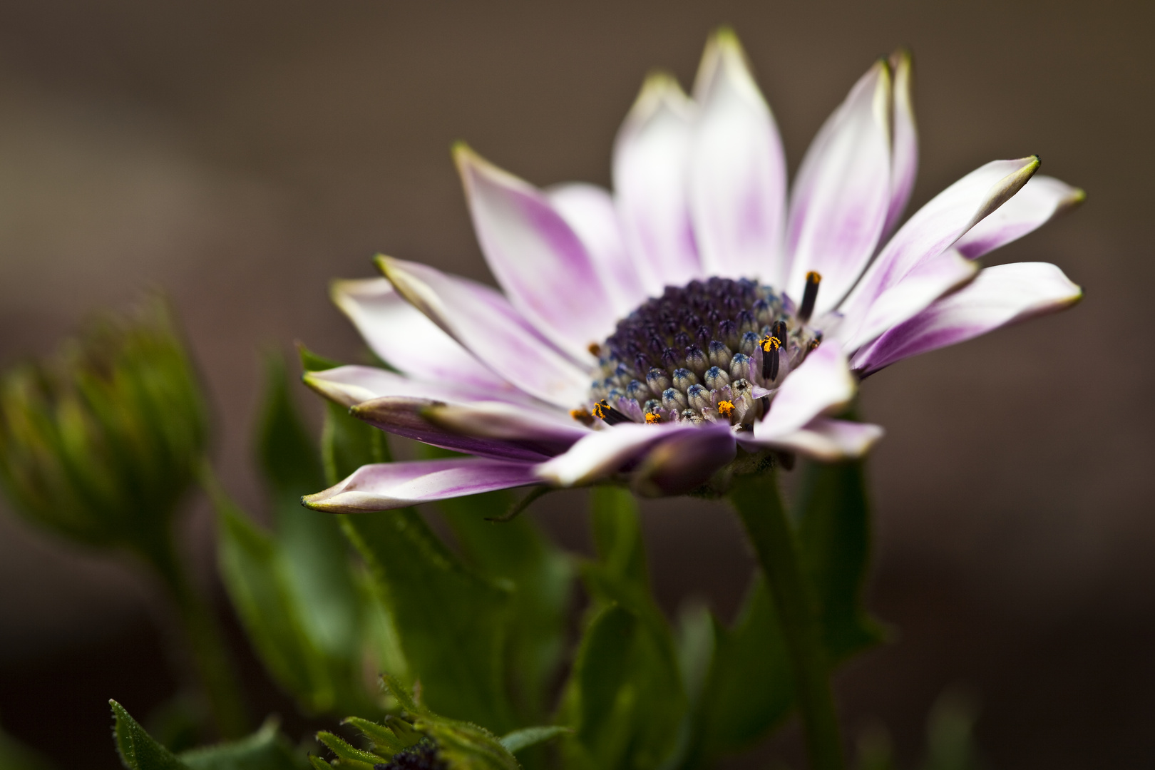 Gartenschönheit