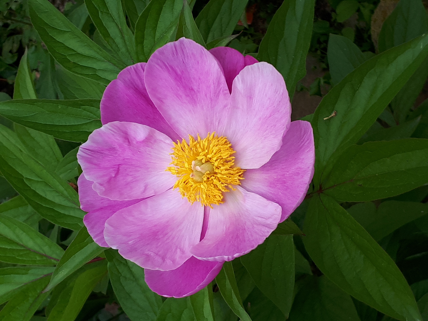 Gartenschönheit 