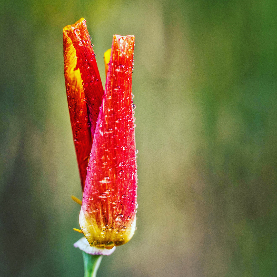 Gartenschönheit