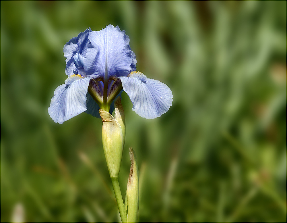 Gartenschönheit